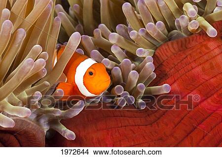 Picture - Philippines, Clown Anemonefish (Amphiprion Percula) Hiding In Anemone.. Fotosearch