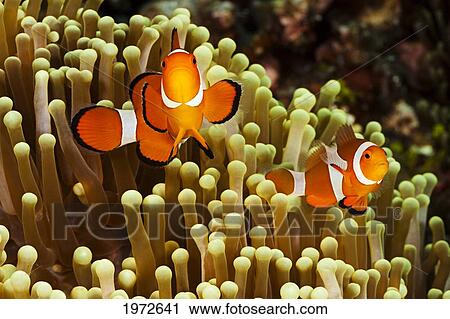 Philippines, Clown Anemonefish (Amphiprion Percula) Hiding In Anemone. View Large Photo Image Stock Image - Philippines, Clown Anemonefish (Amphiprion Percula) Hiding In Anemone.. Fotosearch