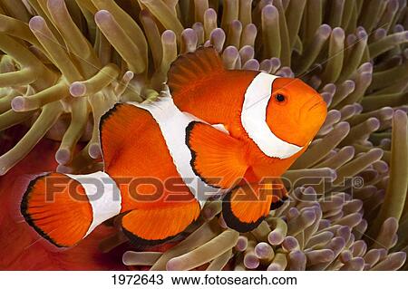 Philippines, Clown Anemonefish (Amphiprion Percula) Hiding In Anemone. View Large Photo Image Stock Image - Philippines, Clown Anemonefish (Amphiprion Percula) Hiding In Anemone.. Fotosearch