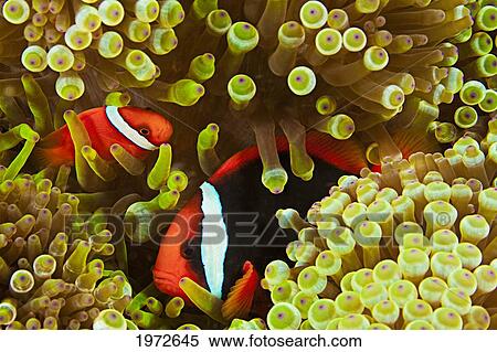 Stock Photography - Philippines, Clown Anemonefish (Amphiprion Percula) Hiding In Anemone.. Fotosearch