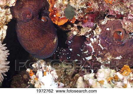 Stock Image - Philippines, Day Octopus (Octopus Cyanea), The Male Octopus On The Right Is Passing Sperm To The Female With A Speacialized Arm.. Fotosearch