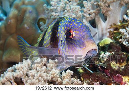 Stock Image - Philippines, Doublebar Goatfish (Parupeneus Bifasciatus).. Fotosearch