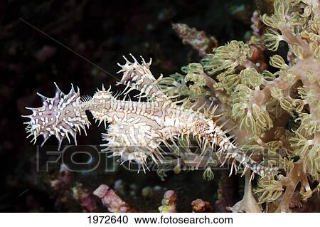 Stock Image - Philippines, Ghost Pipefish (Solenostomus Paradoxus) Camouflaged With Reef.. Fotosearch