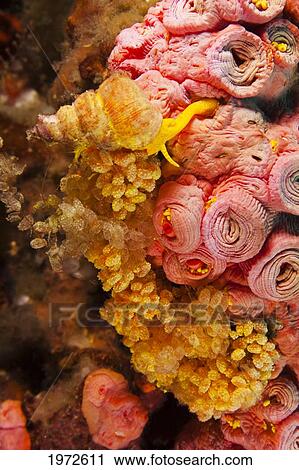 Philippines, Golden Wentletrap ( Epitonium Billeeanum) Is Eating Orange Cup Coral, Tubastrea Coccinea, And Has Laid Many Of It's Egg Masses On This Coral Colony. View Large Photo Image Stock Image - Philippines, Golden Wentletrap ( Epitonium Billeeanum) Is Eating Orange Cup Coral, Tubastrea Coccinea, And Has Laid Many Of It's Egg Masses On This Coral Colony.. Fotosearch
