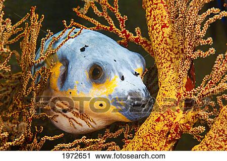 Stock Image - Philippines, Guineafowl Puffer (Arothron Meleagris), Is Resting On Gorgonian Coral.. Fotosearch