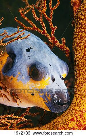 Stock Image - Philippines, Guineafowl Puffer (Arothron Meleagris), Is Resting On Gorgonian Coral.. Fotosearch