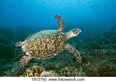 Stock Image - Philippines, Hawksbill Turtle (Eretmochelys Imbricata) Swimming Above Tubbataha Reef.. Fotosearch