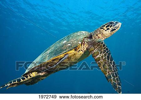 Philippines, Hawksbill Turtle (Eretmochelys Imbricata) Swimming Above Tubbataha Reef. View Large Photo Image Stock Photo - Philippines, Hawksbill Turtle (Eretmochelys Imbricata) Swimming Above Tubbataha Reef.. Fotosearch