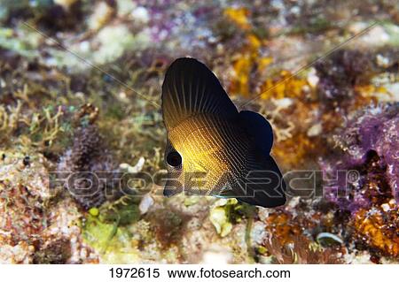 Stock Photography - Philippines, Juvenile Brushtail Tang (Zebrasoma Scopas).. Fotosearch
