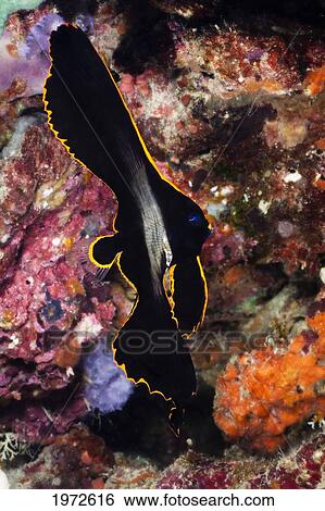 Philippines, Juvenile Longfin Batfish (Platax Pinnatus). View Large Photo Image Stock Photograph - Philippines, Juvenile Longfin Batfish (Platax Pinnatus).. Fotosearch