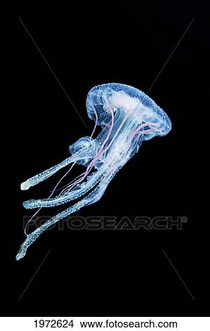 Philippines, Luminescent Jellyfish (Pelagia Noctiluca). View Large Photo Image Picture - Philippines, Luminescent Jellyfish (Pelagia Noctiluca).. Fotosearch