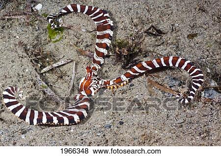 Philippines, Mimic Octopus (Thaumoctopus Mimicus) - A Unique Three-Tentacled Octopus On Ocean Floor. View Large Photo Image Stock Photo - Philippines, Mimic Octopus (Thaumoctopus Mimicus) - A Unique Three-Tentacled Octopus On Ocean Floor.. Fotosearch