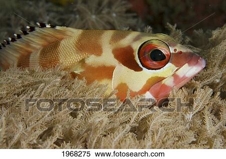 Philippines, Sabang, Blacktip Grouper (Epinephelus Fasciatus) View Large Photo Image Stock Photography - Philippines, Sabang, Blacktip Grouper (Epinephelus Fasciatus). Fotosearch