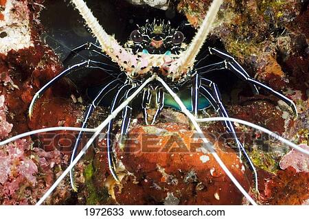 Stock Image - Philippines, Spiny Lobster (Panulirus Femoristriga) Is An Endemic Species.. Fotosearch