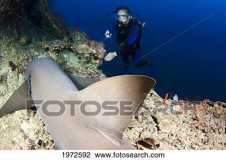 Stock Image - Philippines, Tawny Nurse Shark (Nebrius Ferrugineus) Sitting On Reef With Diver In Near Background. Fotosearch