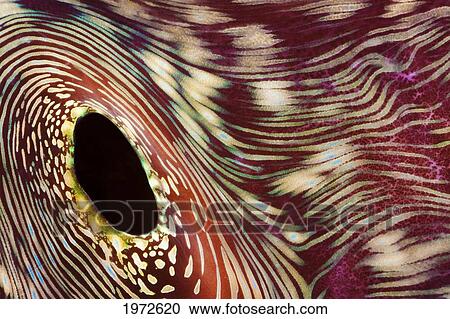 Philippines, The Exhaust Opening In The Mantle Of A Giant Tridacna Clam (Tridacna Gigas). View Large Photo Image Stock Image - Philippines, The Exhaust Opening In The Mantle Of A Giant Tridacna Clam (Tridacna Gigas).. Fotosearch