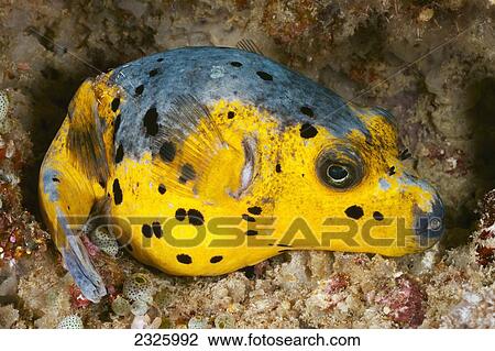 Stock Image - Philippines, Tubbataha Reef, Black Spotted Puffer (Arothron Nigropunctatus).. Fotosearch