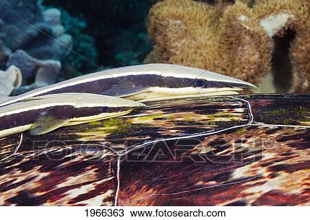 Stock Image - Philippines, Tubbataha Reef, Two Remora Or Shark Sucker (Echeneis Naucrates) Attached To Shell Of Hawksbill Turtle (Eretmochelys Imbricata).. Fotosearch