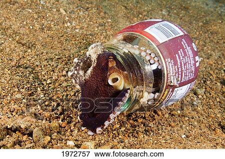 Stock Photo - Philippines, Veined Octopus (Octopus Marginatus) Using A Bottle For A Home.. Fotosearch