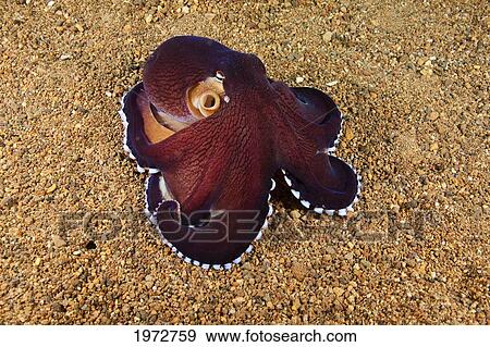 Philippines, Veined Octopus (Octopus Marginatus). View Large Photo Image Stock Photo - Philippines, Veined Octopus (Octopus Marginatus).. Fotosearch