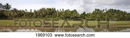 Stock Image - Philippines, Water Buffalo in rice field; Donsol. Fotosearch