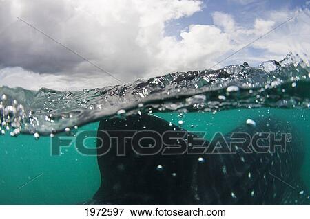 Philippines, Whale Shark (Rhiniodon Typus)Fin Reaching The Surface. View Large Photo Image Stock Photo - Philippines, Whale Shark (Rhiniodon Typus)Fin Reaching The Surface.. Fotosearch