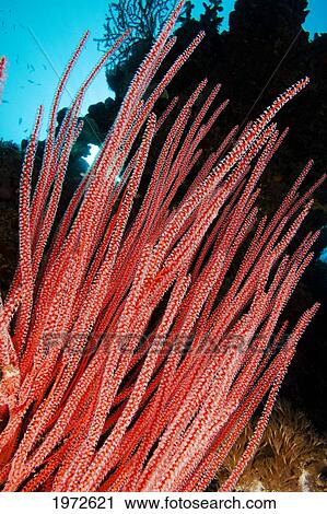 Philippines, Whip Coral (Ellisella Cercidia). View Large Photo Image Stock Image - Philippines, Whip Coral (Ellisella Cercidia).. Fotosearch