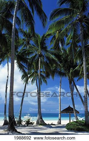Philippines, White Sand Beach, Blue Sky, Palm Trees, Puffy White Clouds View Large Photo Image Stock Image - Philippines, White Sand Beach, Blue Sky, Palm Trees, Puffy White Clouds. Fotosearch