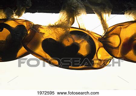 Stock Photography - Philippines, Whitespotted Bamboo Shark (Chiloscyllium Plagiosum), Inside Egg Casing.. Fotosearch