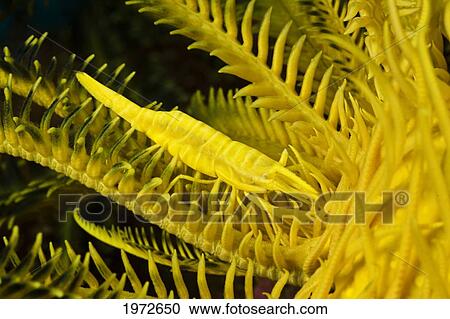 Stock Image - Philippines, Yellow Commensal Shrimp (Periclimenes Amboinensis), And Crinoid (Comathus Bennetti).. Fotosearch