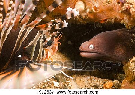 Philippines, Zebra Lionfish (Dendronchirus Zebra)And A White-Eyed Moray (Muraena Thyrsoides). View Large Photo Image Stock Photo - Philippines, Zebra Lionfish (Dendronchirus Zebra)And A White-Eyed Moray (Muraena Thyrsoides).. Fotosearch