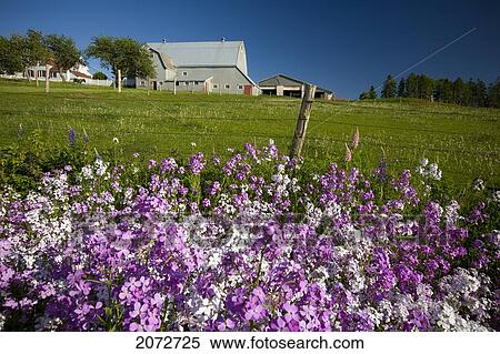 Phlox Flowers Growing Along Roadside, Clinton, Prince Edward Island View Large Photo Image Stock Photography - Phlox Flowers Growing Along Roadside, Clinton, Prince Edward Island. Fotosearch