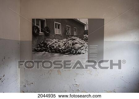 Photograph Of A Pile Of Corpses From 1945, Buchenwald Concentration Camp, Germany View Large Photo Image Stock Photography - Photograph Of A Pile Of Corpses From 1945, Buchenwald Concentration Camp, Germany. Fotosearch