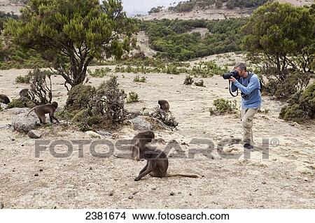 Picture - Photographing Gelada baboons (Theropithecus gelada) in the Simien mountains; Ethiopia. Fotosearch