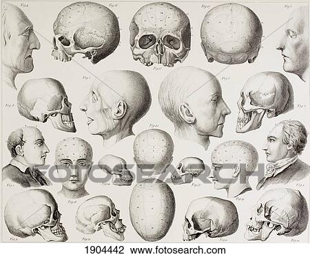 Stock Image - Phrenological Illustration Showing The Psychological Relations Of The Brain. From A 19Th Century Print.. Fotosearch