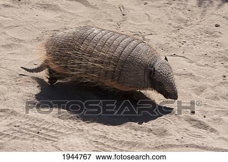 Stock Photo - Pichi (Zaedyus Pichiy) Or Dwarf Armadillo, Peninsula Valdes, Chubut, Argentina. Fotosearch