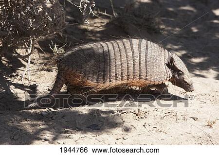 Stock Photograph - Pichi (Zaedyus pichiy) or Dwarf Armadillo, Peninsula Valdes, Chubut, Argentina. Fotosearch