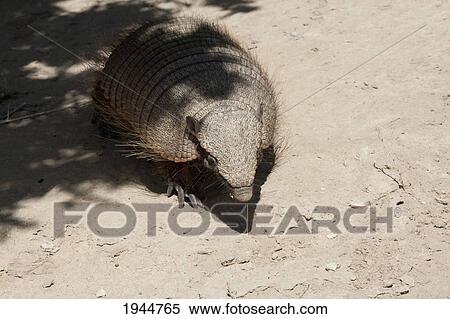Stock Photography - Pichi (Zaedyus Pichiy) Or Dwarf Armadillo, Peninsula Valdes, Chubut, Argentina. Fotosearch