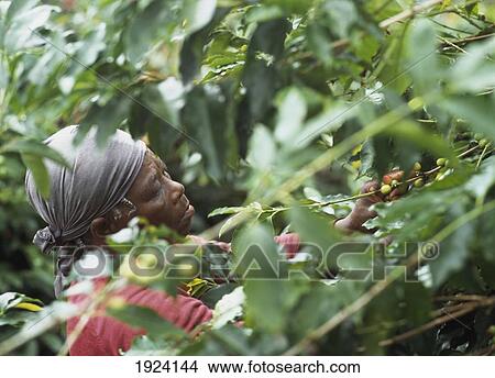 Picture - Picking Coffee Berries. Fotosearch