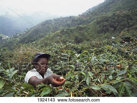 Picking Coffee Berries View Large Photo Image Stock Image - Picking Coffee Berries. Fotosearch