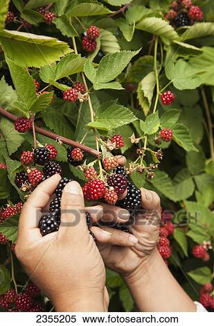 Picking Ripe Blackberries; Nova Scotia, Canada View Large Photo Image Stock Photography - Picking Ripe Blackberries; Nova Scotia, Canada. Fotosearch