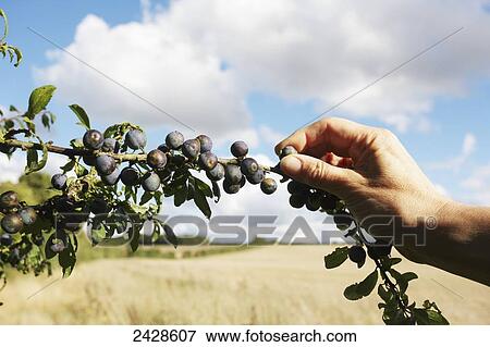 Stock Photo - Picking sloe berries; Hampshire, England. Fotosearch