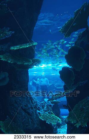 Picture Of Family Made Through Aquarium, Dubai Mall Aquarium; Dubai, United Arab Emirates View Large Photo Image Stock Photography - Picture Of Family Made Through Aquarium, Dubai Mall Aquarium; Dubai, United Arab Emirates. Fotosearch