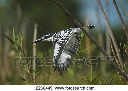 Pied Kingfisher (Ceryle rudis) in flight, Liwonde National Park; Malawi View Large Photo Image Stock Photo - Pied Kingfisher (Ceryle rudis) in flight, Liwonde National Park; Malawi. Fotosearch