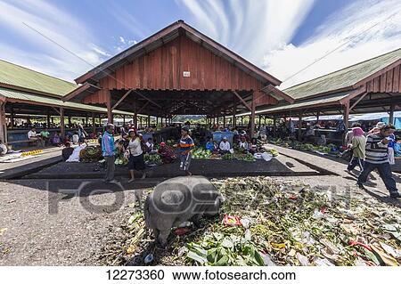 Stock Image - Pig at the market, Wamena, Papua, Indonesia. Fotosearch