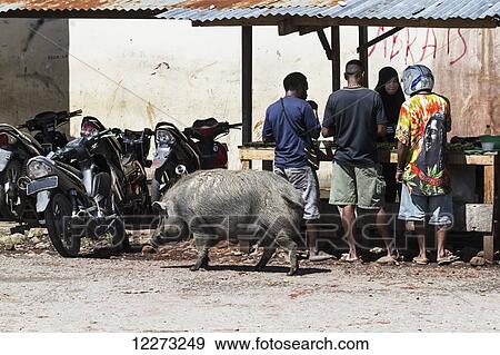 Stock Photo - Pig at the market, Wamena, Papua, Indonesia. Fotosearch