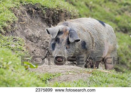 Stock Photo - Pig in the mud, San Bartolo, Amazonas, Peru. Fotosearch