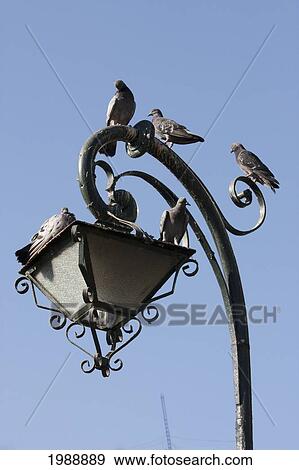 Pigeons On A Street Light, Valparaiso, Valparaiso Region, Chile View Large Photo Image Stock Photo - Pigeons On A Street Light, Valparaiso, Valparaiso Region, Chile. Fotosearch