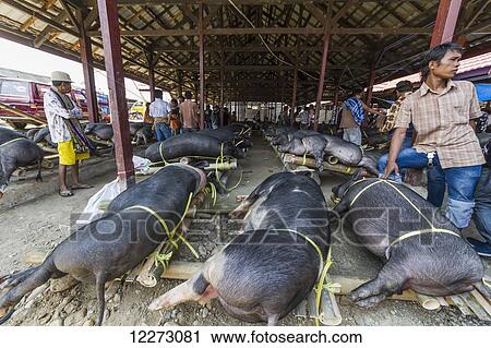 Stock Image - Pigs at the Bolu livestock market, Rantepao, Toraja Land, South Sulawesi, Indonesia. Fotosearch