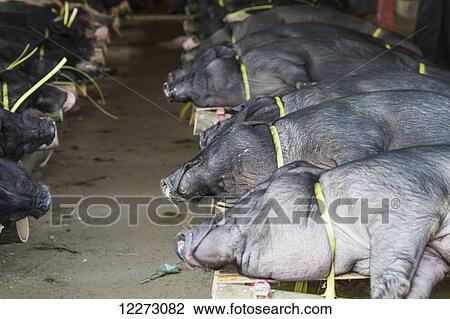 Stock Image - Pigs at the Bolu livestock market, Rantepao, Toraja Land, South Sulawesi, Indonesia. Fotosearch